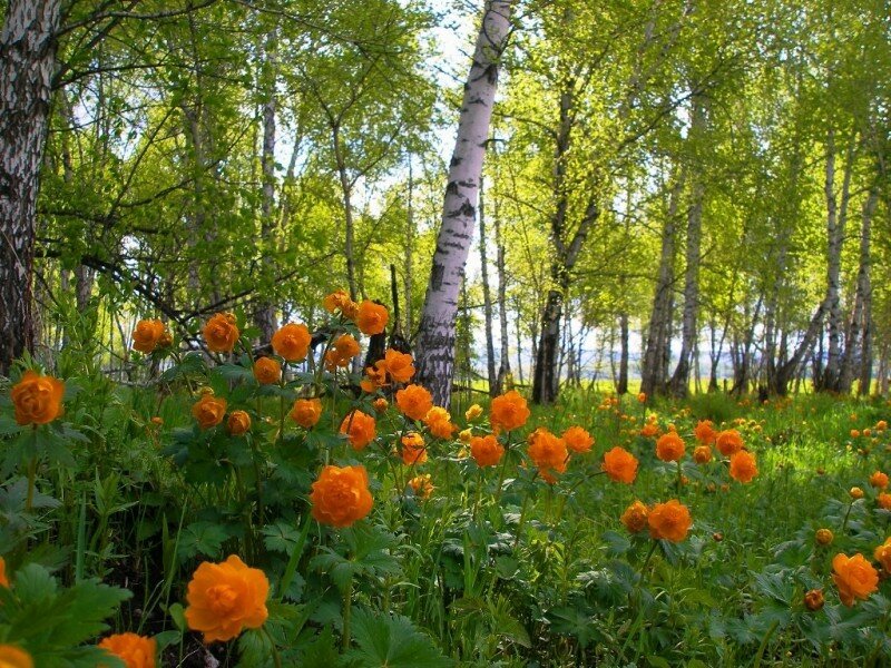 огоньки цветы в лесу фото