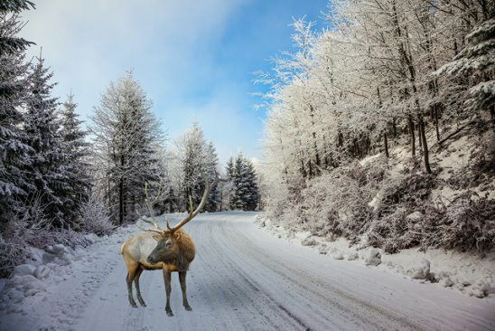 олень дорога зима фото