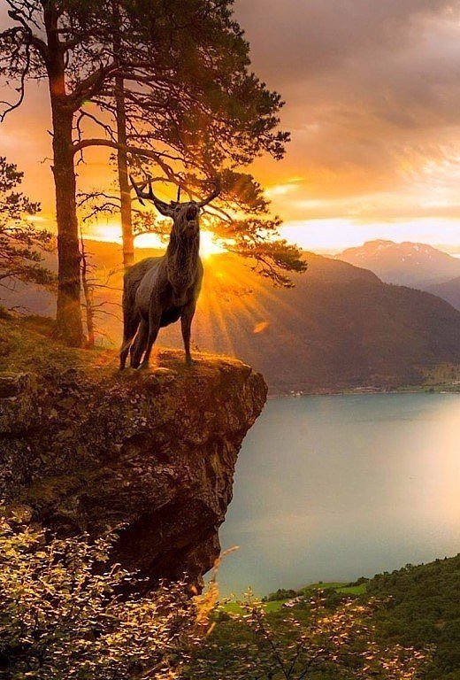 олень на скале фото