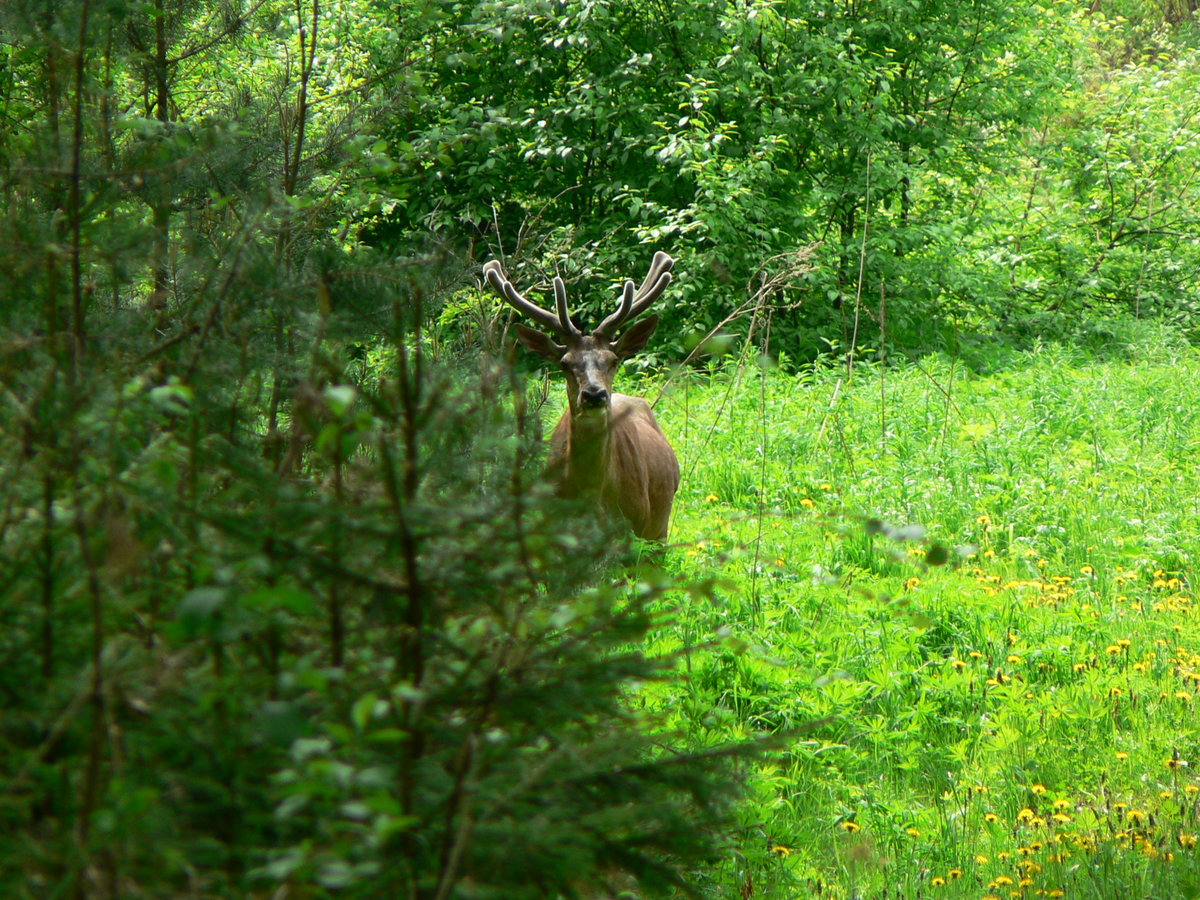 олень в тайге фото