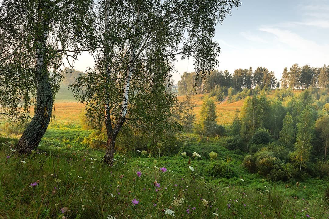 опушка березового леса фото