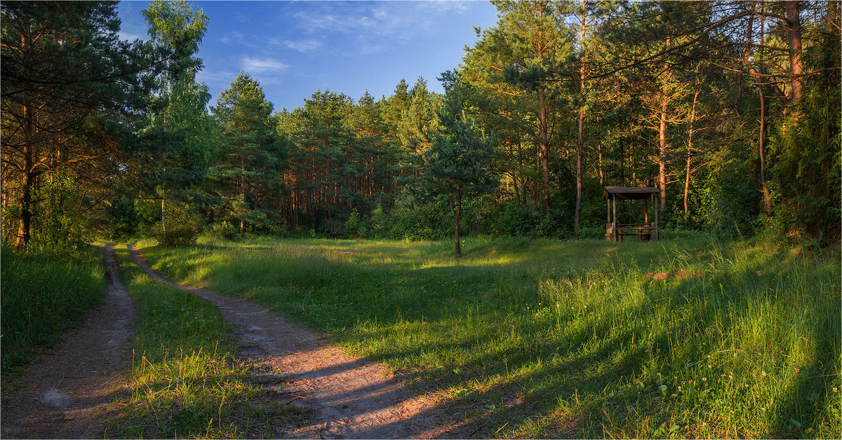 опушка леса фотографии фото