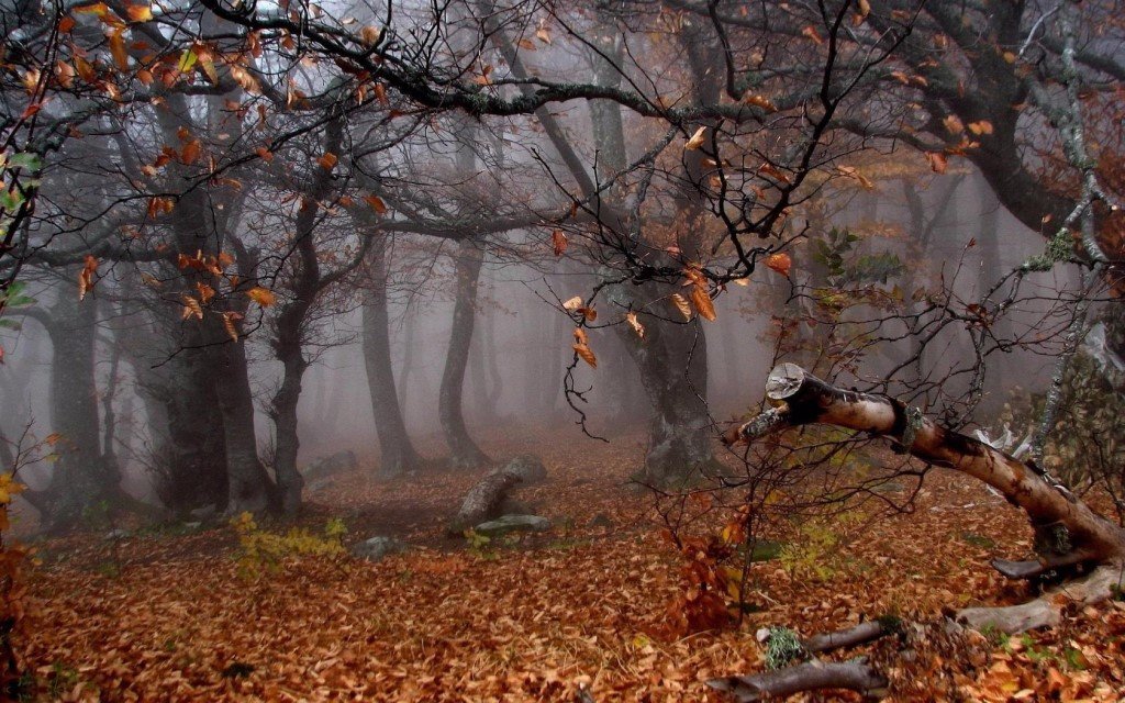 осень дождь туман фото