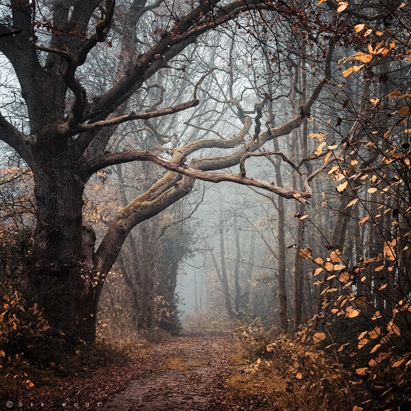 осень лес фото