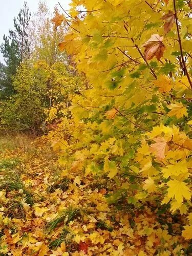 осень листопад картинки фото