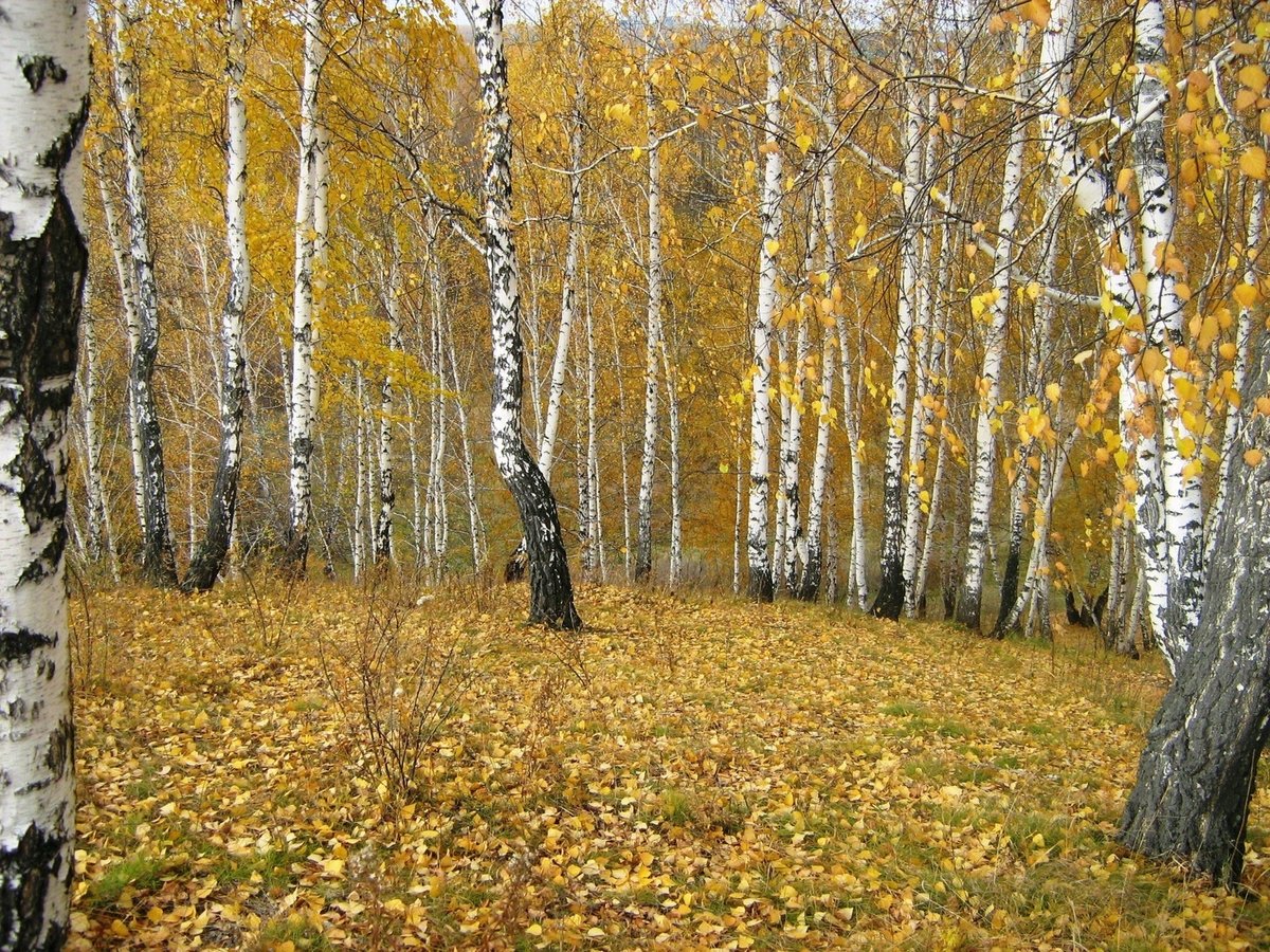 осень в березовом лесу фото