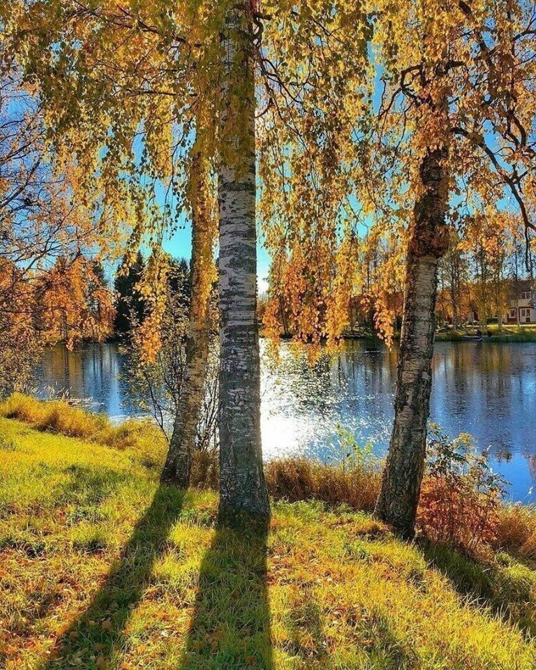 осенние березы у реки фото