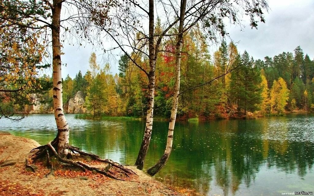 осенние березы у реки фото