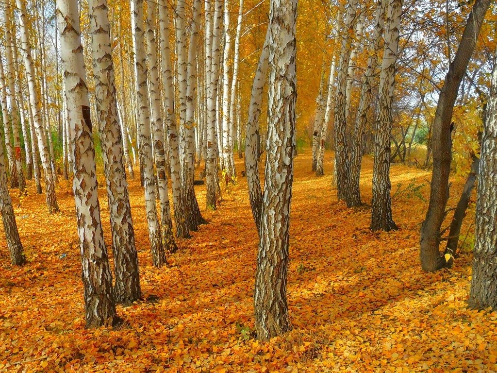 осенний березовый лес фото