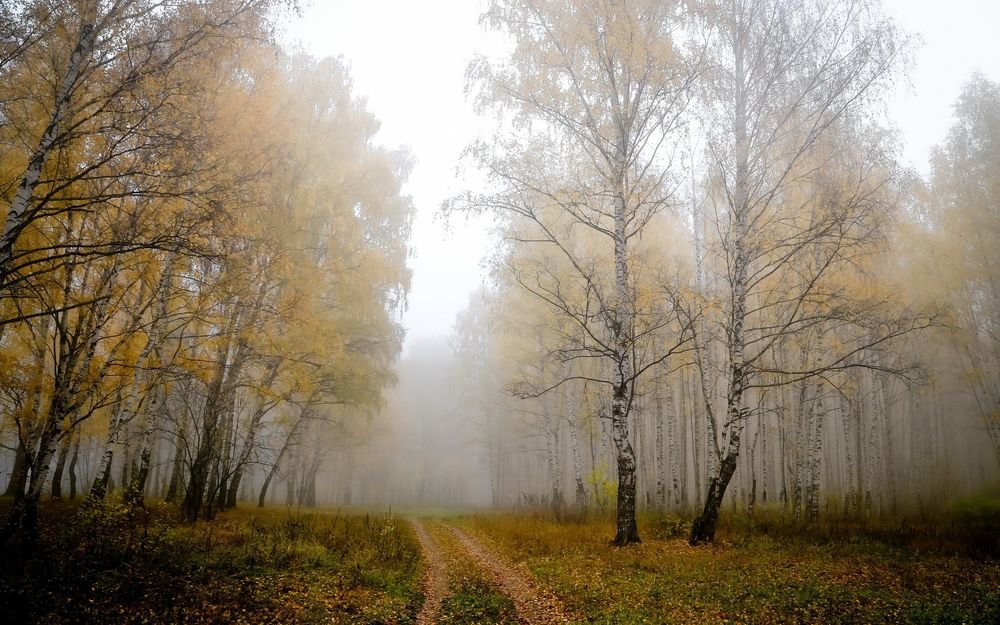 осенний березовый лес фото