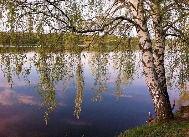 озеро березы фото