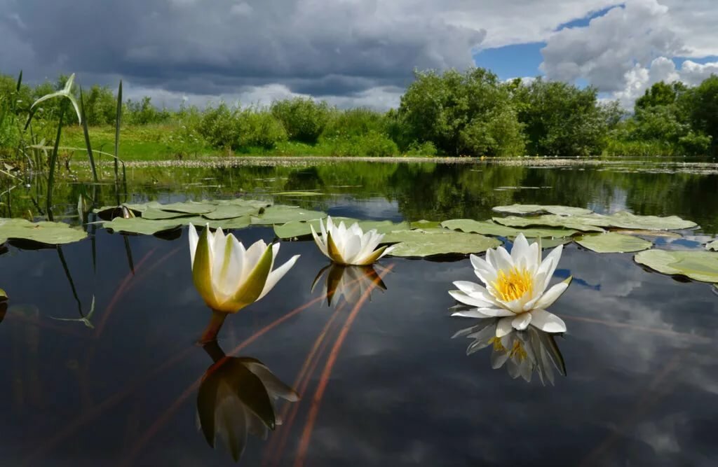 озеро с кувшинками фото