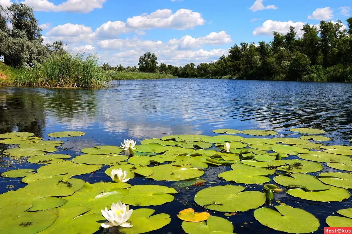 озеро с кувшинками фото