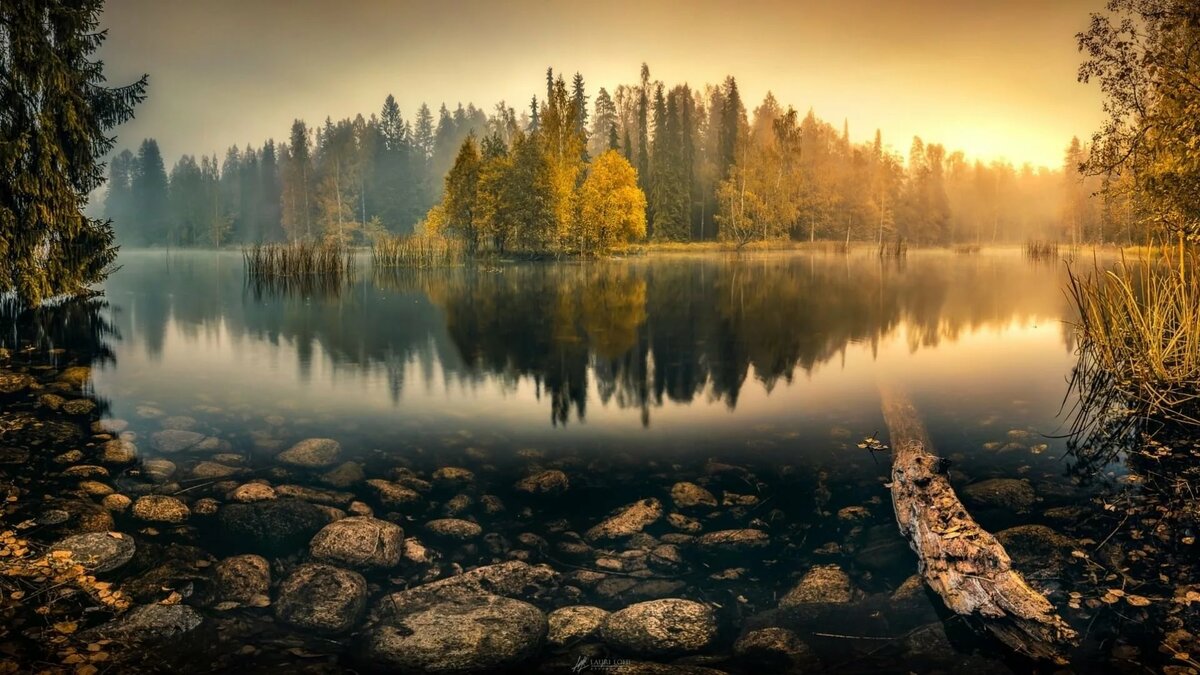 озеро в лесу туман фото