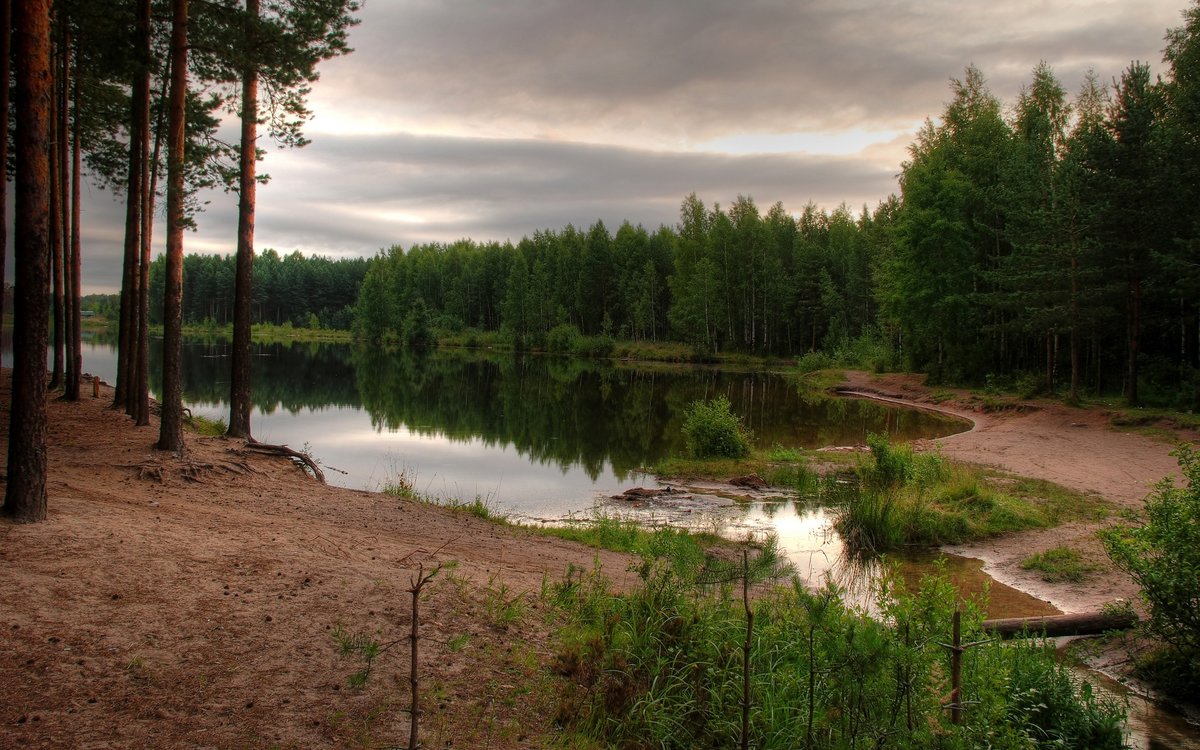 озеро в сосновом лесу фото