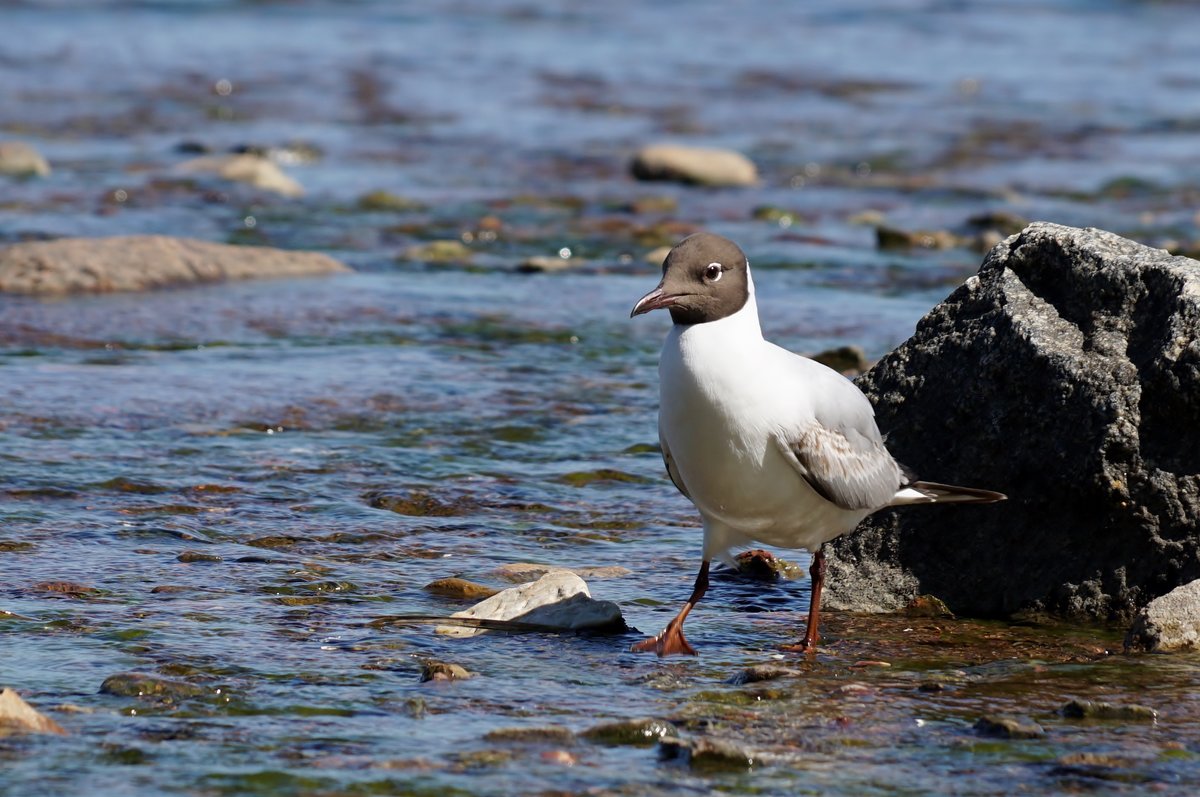 озёрная чайка (larus ridibundus) фото