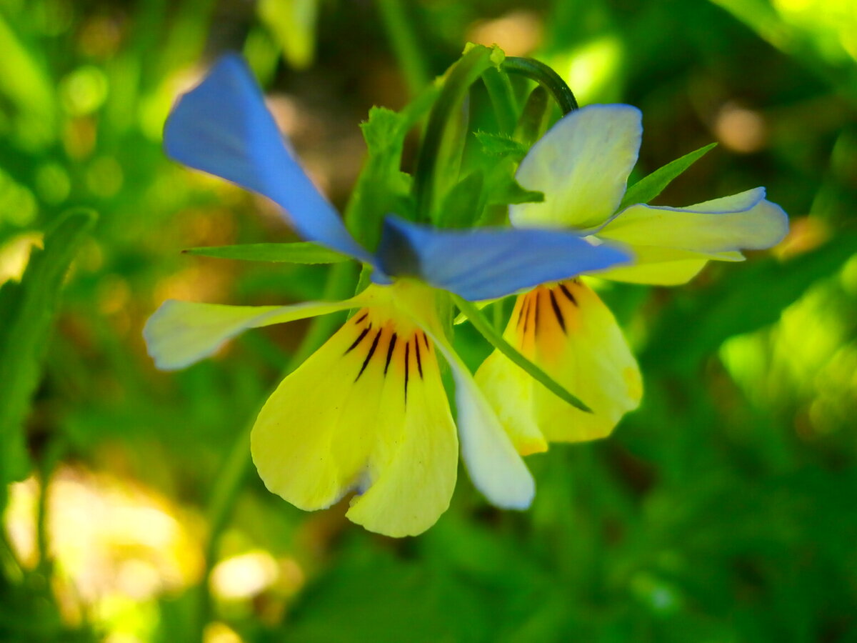 pansy flower фото