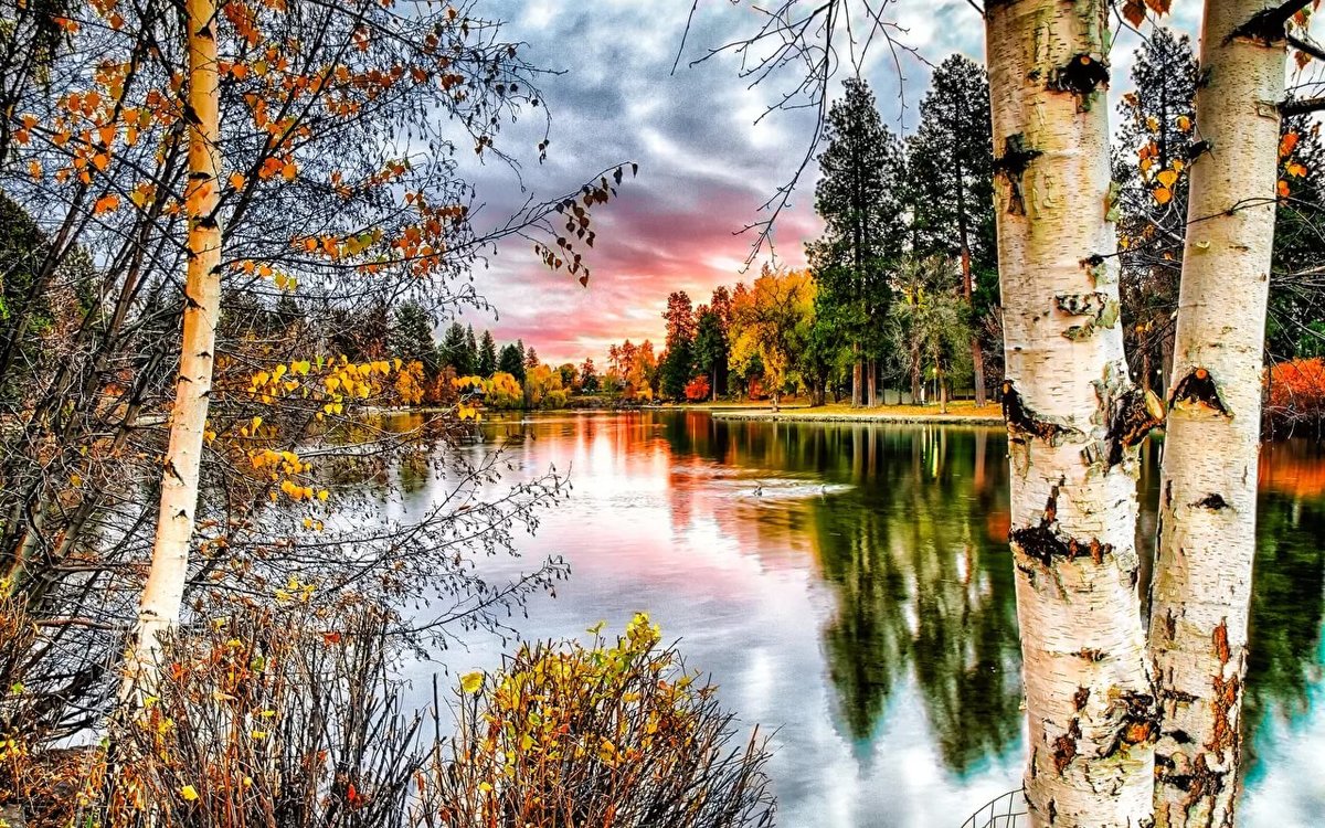 пейзаж березы у реки фото