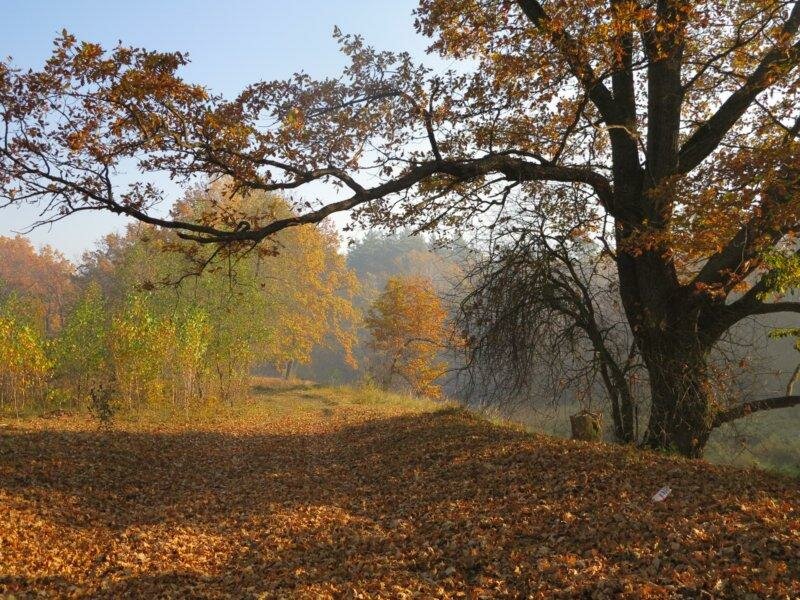 пейзаж дубовая роща осень картинки фото