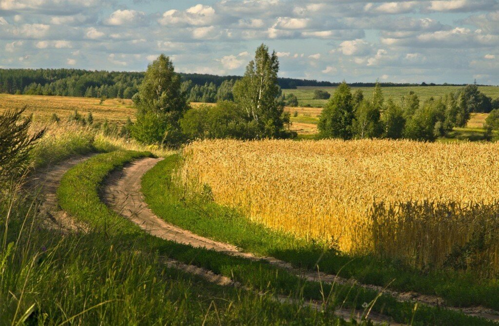 пейзаж хлебное поле фото