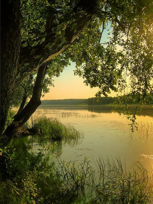 пейзаж лес озеро река фото