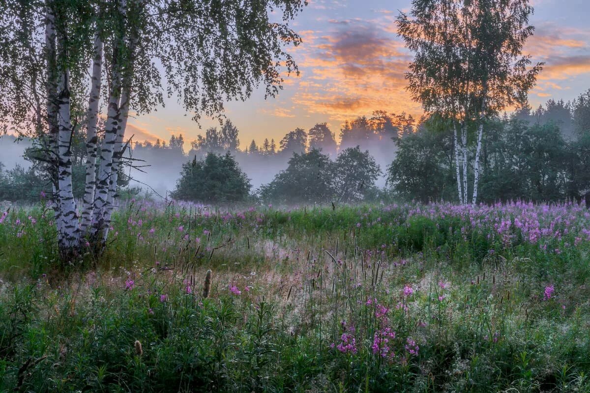 пейзаж с березами фото