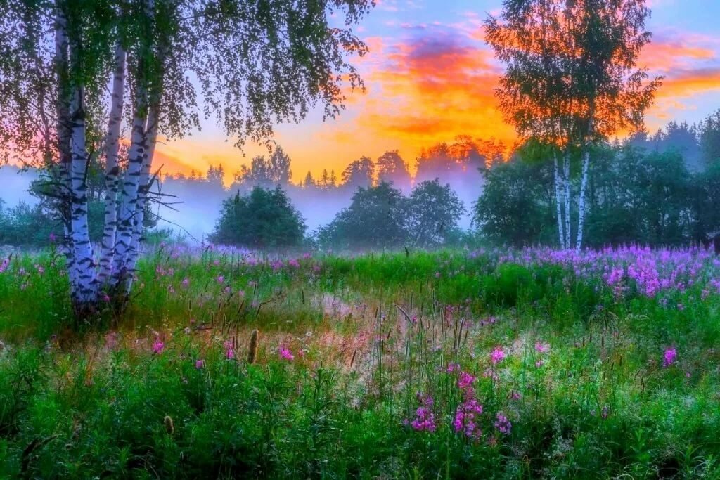пейзаж с березами фото