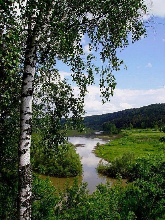 пейзаж с берёзой для гравировки фото