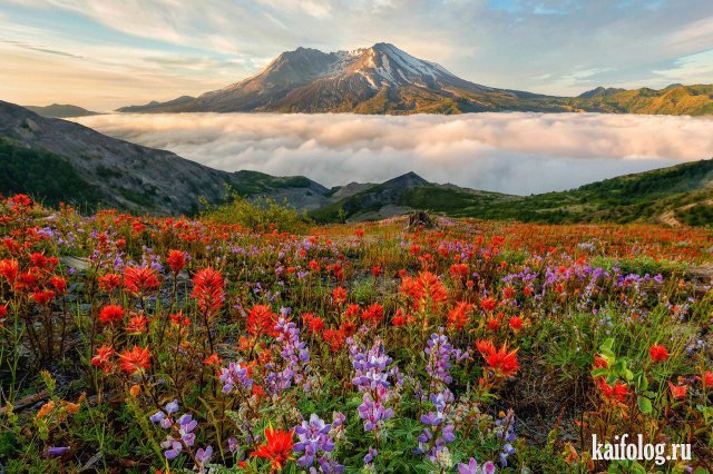 пейзажи лугов приморский край цветы фото