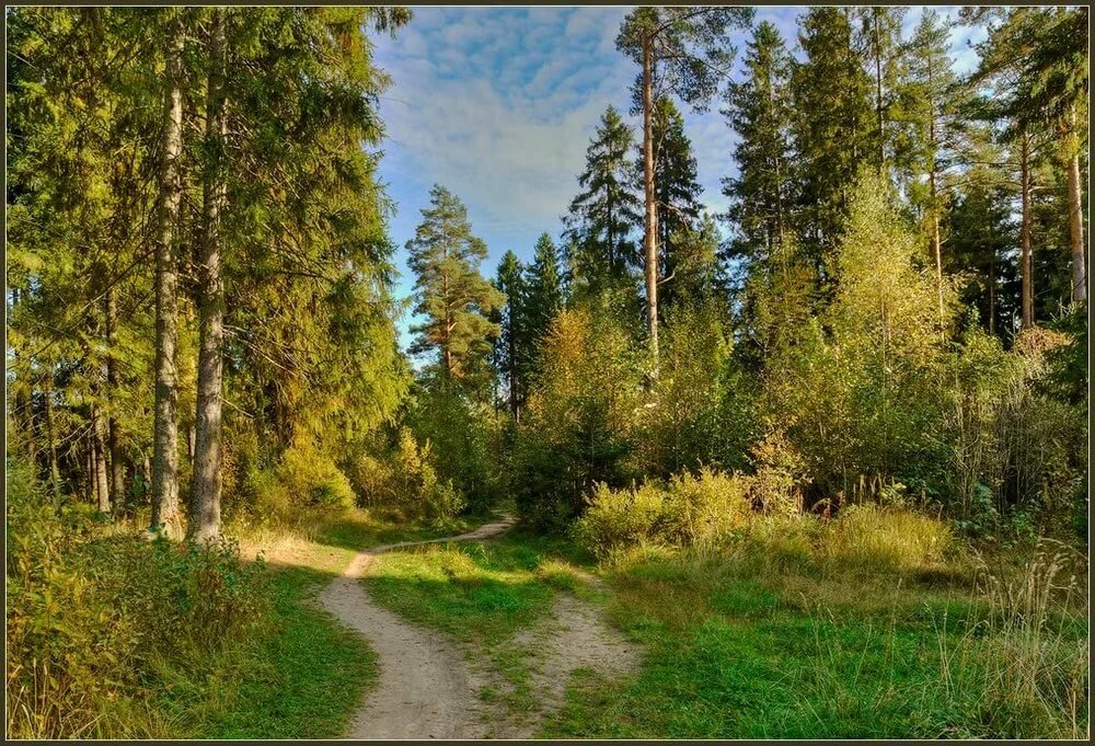пейзажи природы фото русский лес фото