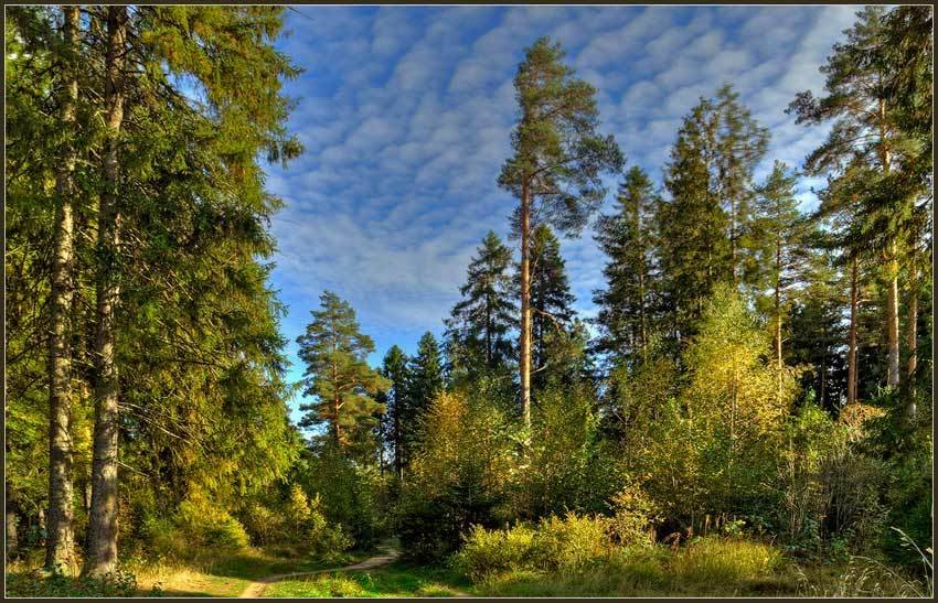 пейзажи природы фото русский лес фото