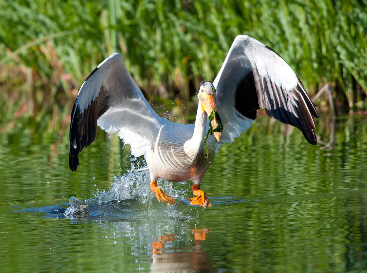пеликан взлетает фото