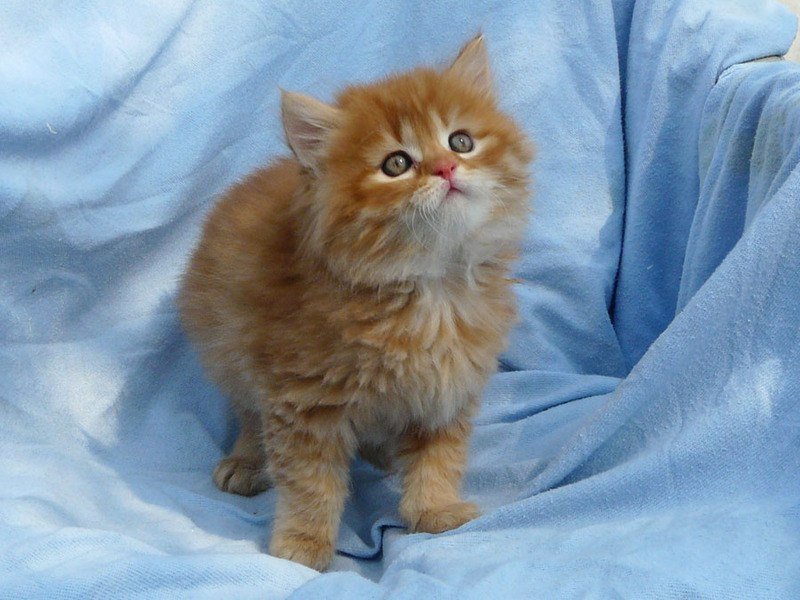 персидские котята фото