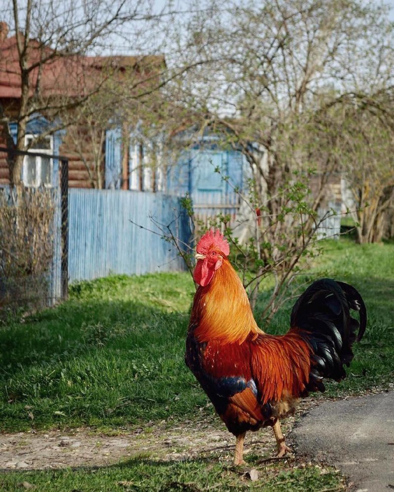 петухи фото