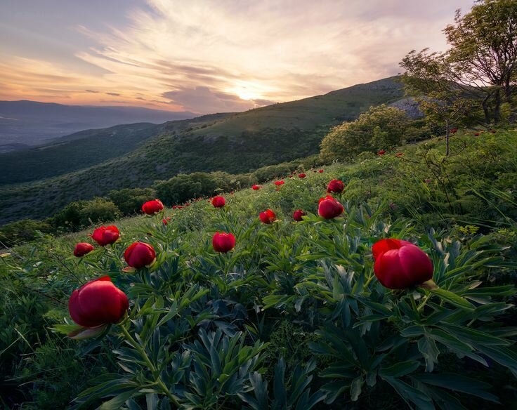 пион горный фото