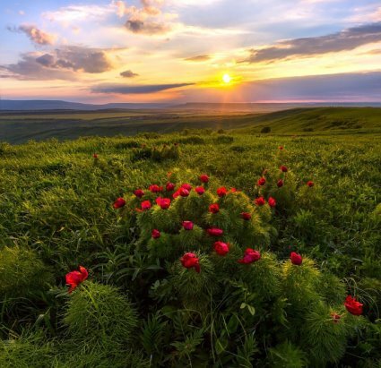 пионы в степи фото
