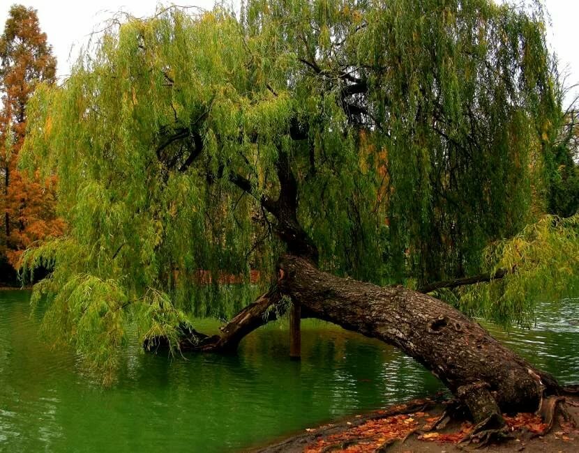 плакучая ива дерево фото