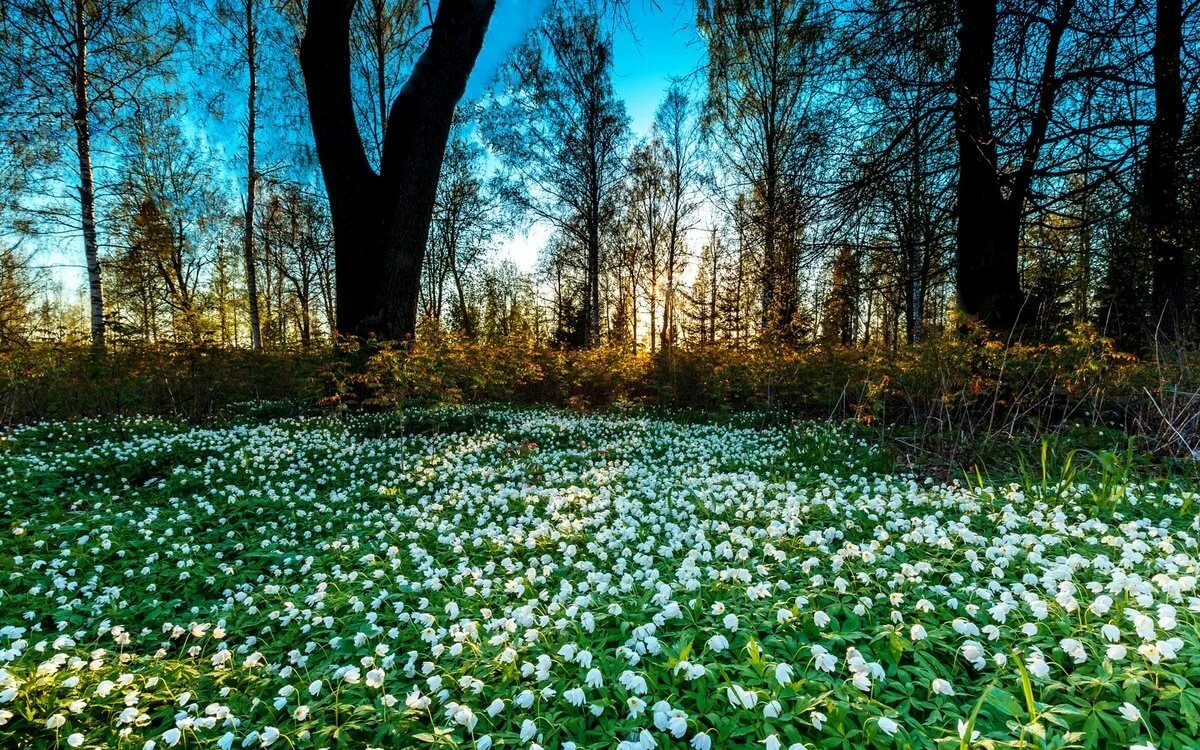подснежники в лесу фото