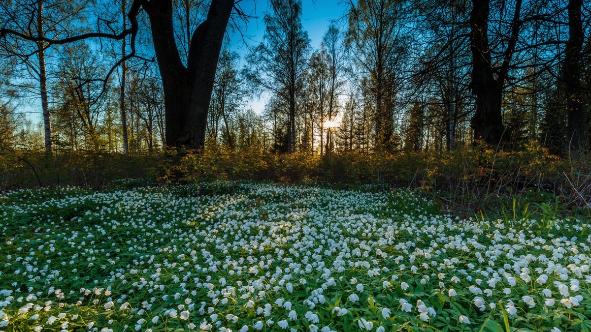 подснежники в лесу фото