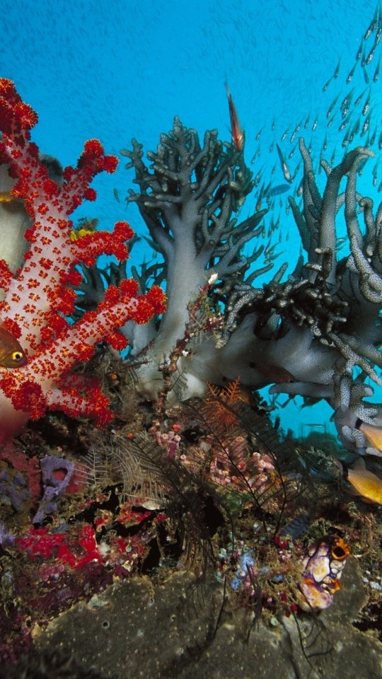 подводный мир кораллы фото