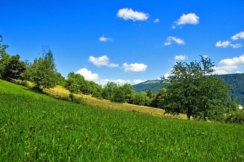 поле лес панорама фото