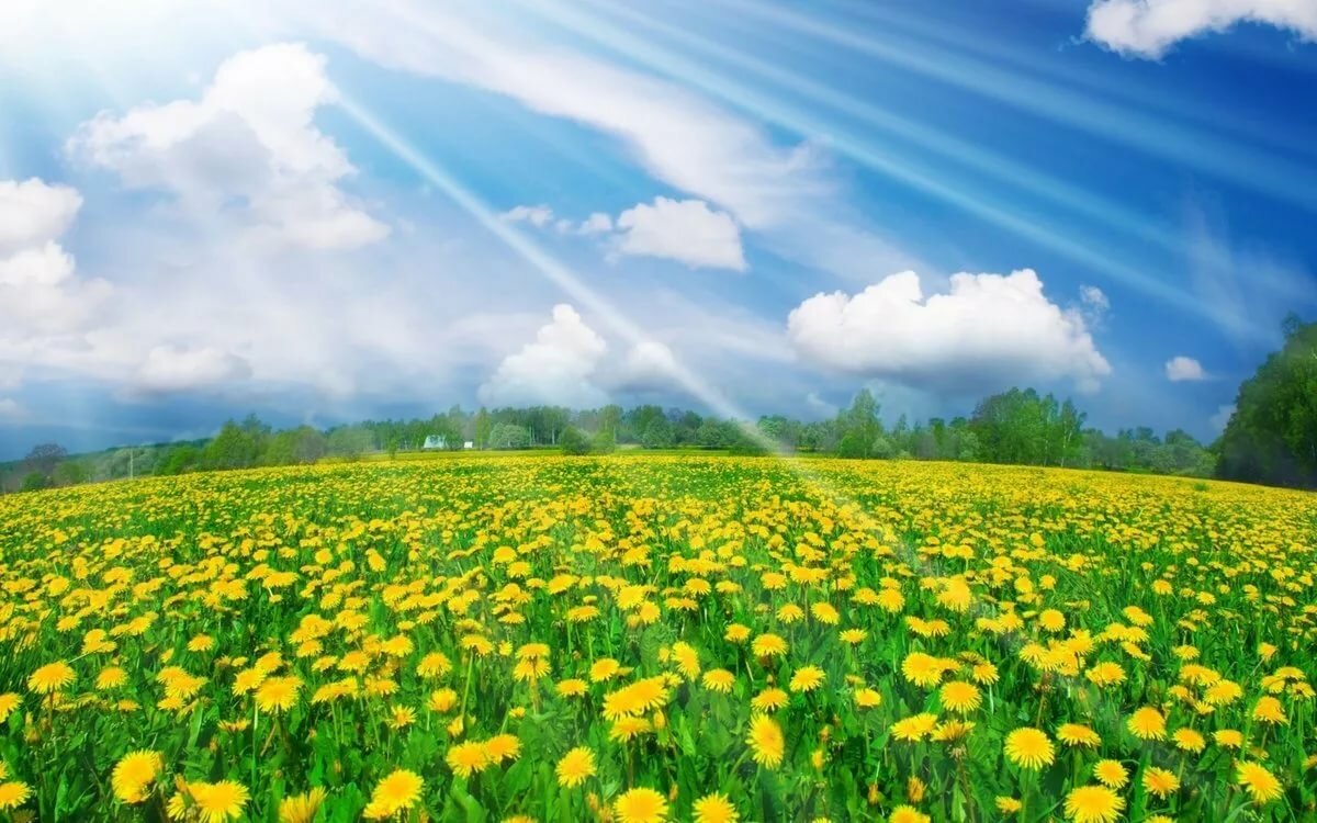 поле одуванчиков фото