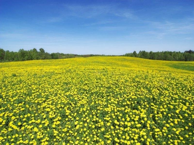 поле одуванчиков фото