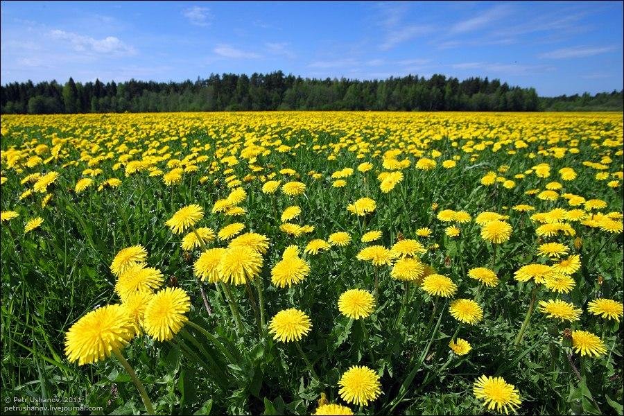 поле одуванчиков фото