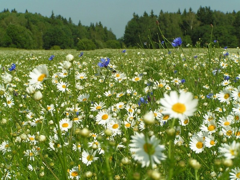 поле ромашек фото