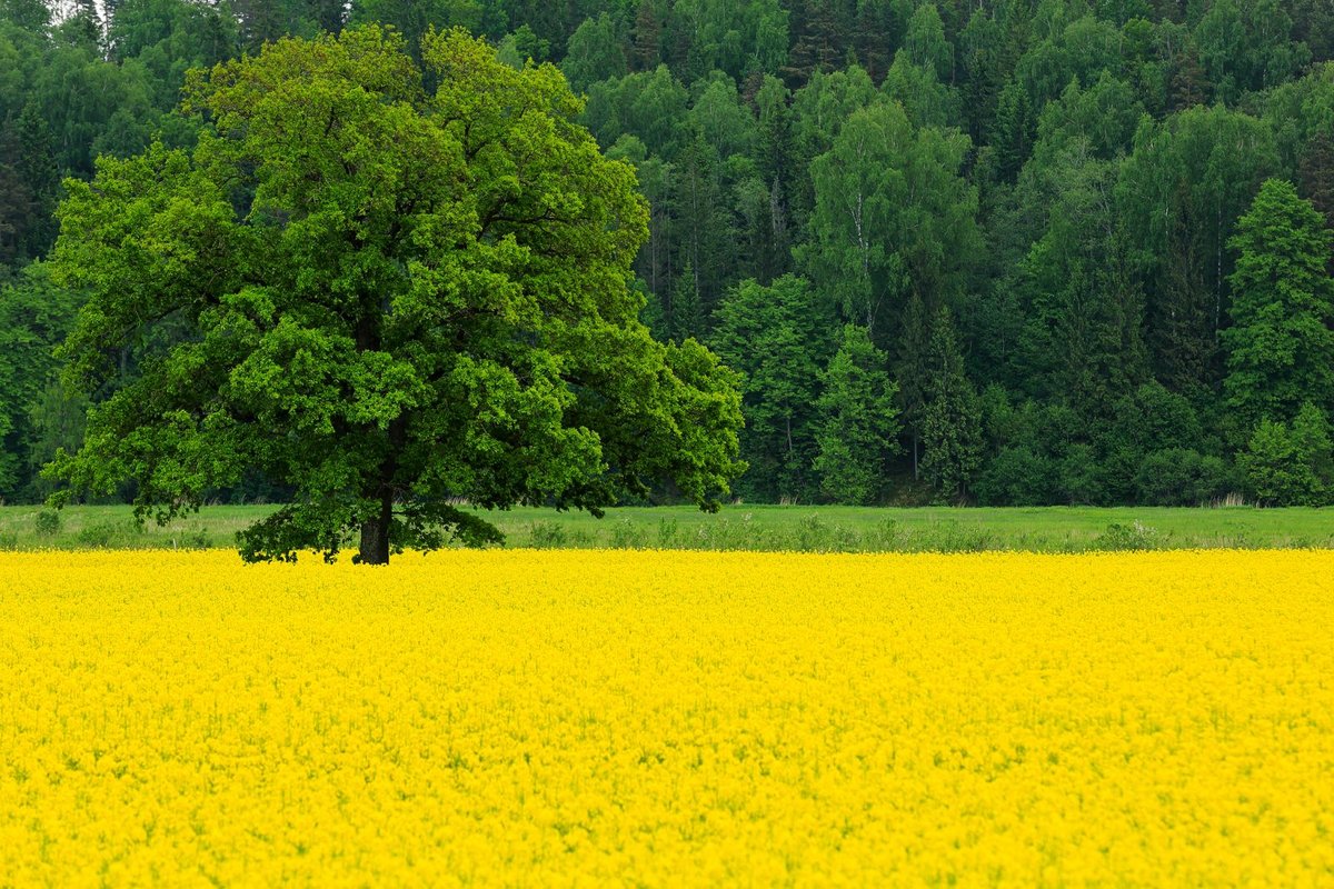 поле с желтыми цветами фото