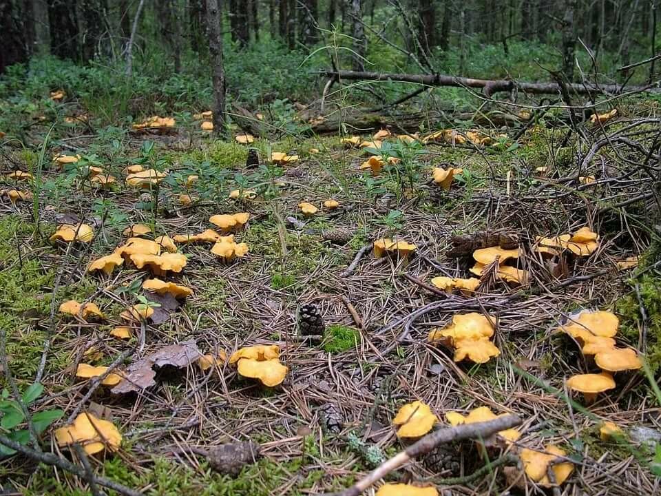 поляна лисичек фото