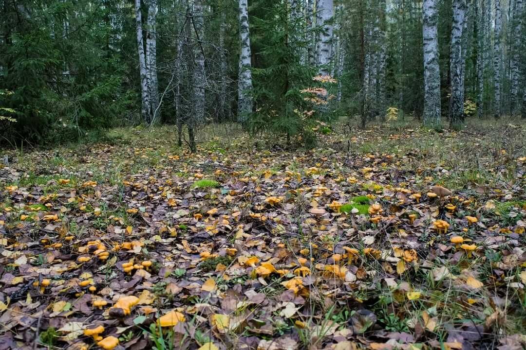 поляна лисичек фото