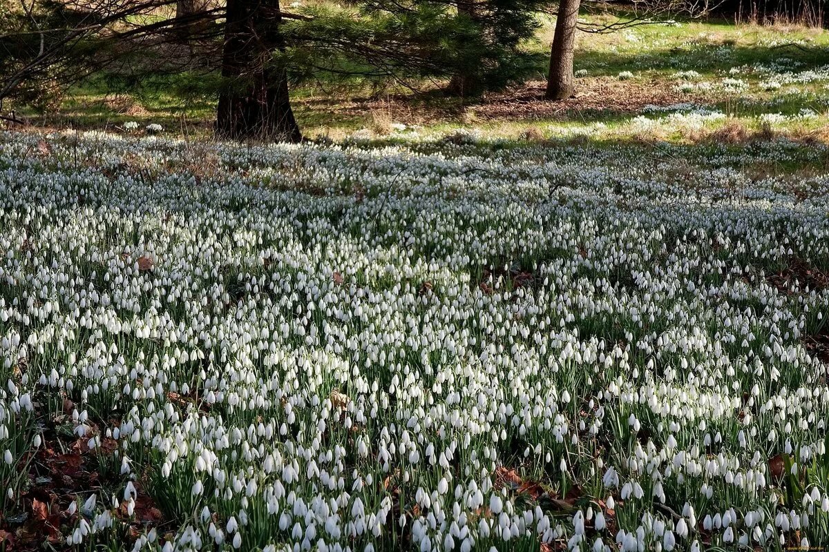 поляна подснежников фото