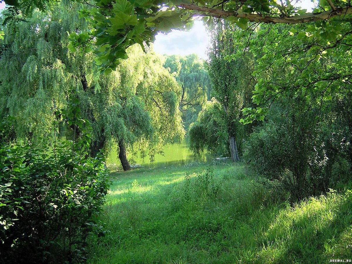 поляна с березами фото